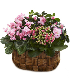 Secret Garden Pleasures - Blossom Flower Delivery