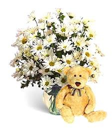 Perfectly Pure Daisies & Bear