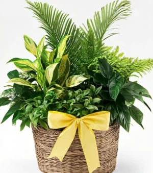 Dish Garden Plant