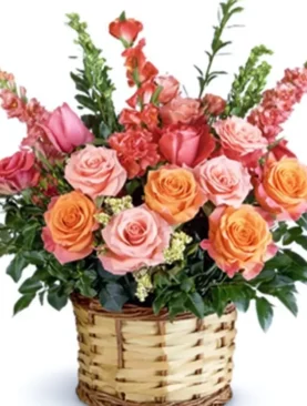 Enchanted Rose
