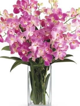 Exotic Orchids