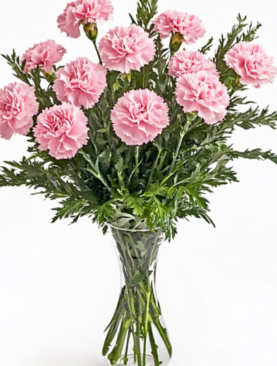 Lovely Pink Carnations