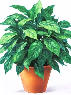 Peace Lily