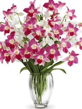 Perfectly Fragrant Orchids