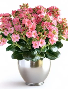 Pink Kalanchoe