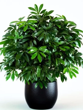 Potted Schefflera