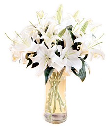 Pristine White Lily