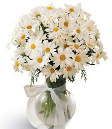 Pure Daisy Bouquet