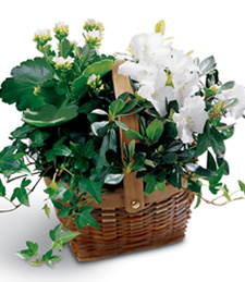 Pure White Blooms Basket
