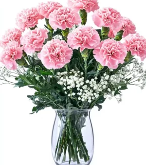 Sweet Carnations