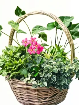 The Rich Lush Plants Collection