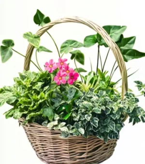 The Rich Lush Plants Collection