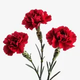 Carnations