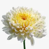 Chrysanthemums / Mums