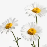 Daisies