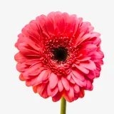 Gerberas