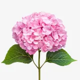 Hydrangeas