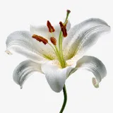 Lilies