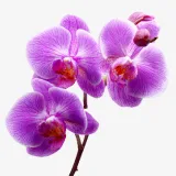 Orchids