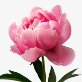 Peonies