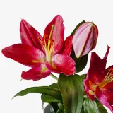 Stargazer Lily