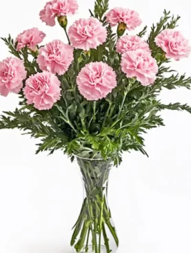 Lovely Pink Carnations