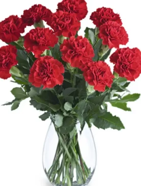 Vibrant Red Carnations