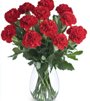 Vibrant Red Carnations