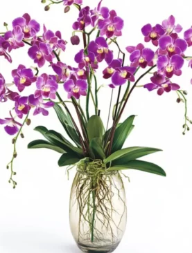 Orchid Medley