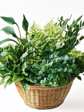 Exotic Arrangement