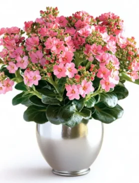 Pink Kalanchoe