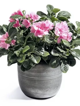 Azalea