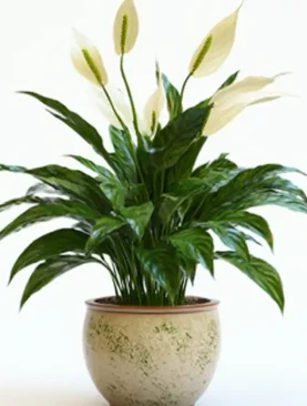 Lily Basket