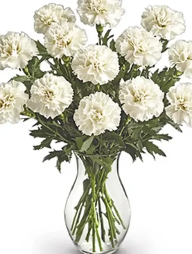 White Carnations