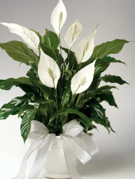 Peace Lily