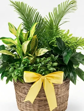 Dish Garden Plant